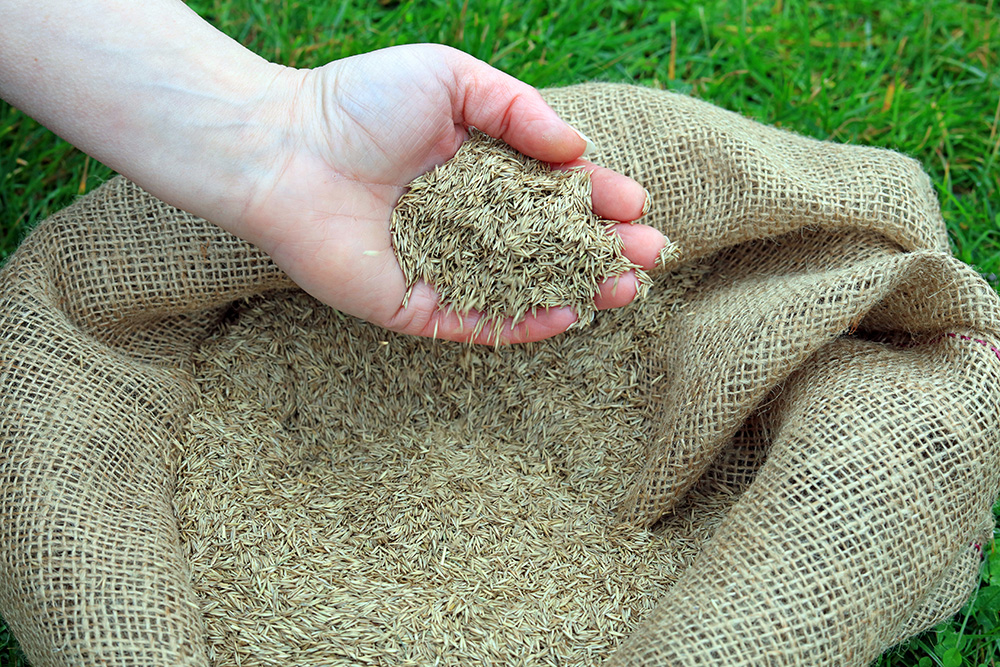 Benefits of Seeding Grass