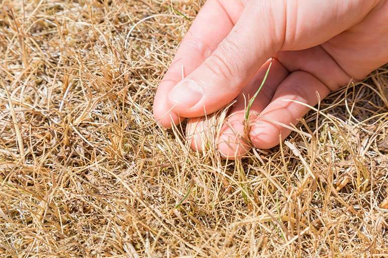 Dry Grass without Rain for a Long Time