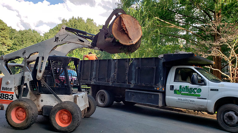 How to Spot the Signs You Need Emergency Tree Removal