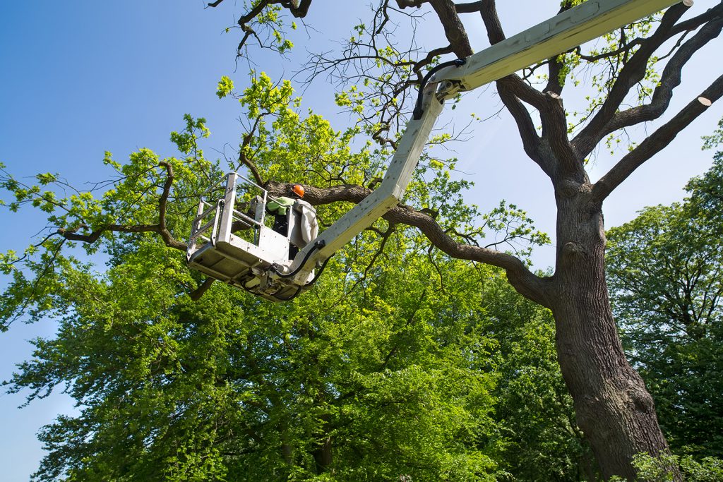 Tree Services In Richmond Va Mi Jalisco Landscaping Llc Tree Services In Richmond Va Mi Jalisco Landscaping Llc
