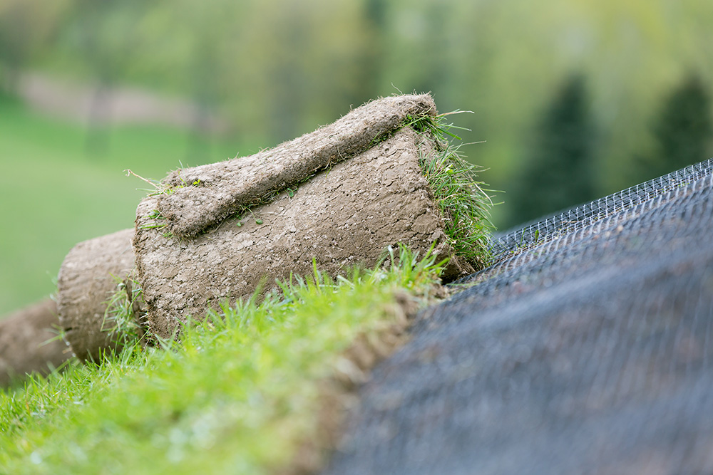 Turfgrass Growing at Slope