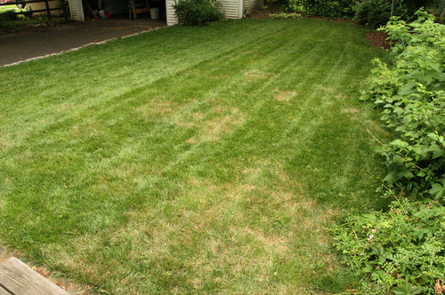 Be Your Own Lawn Doctor By Fixing These Common Lawn Problems