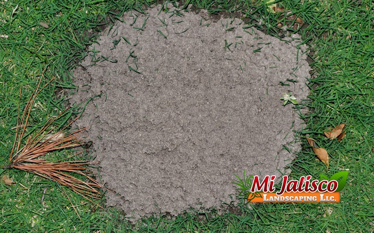 How to Treat Your Whole Yard for Ants