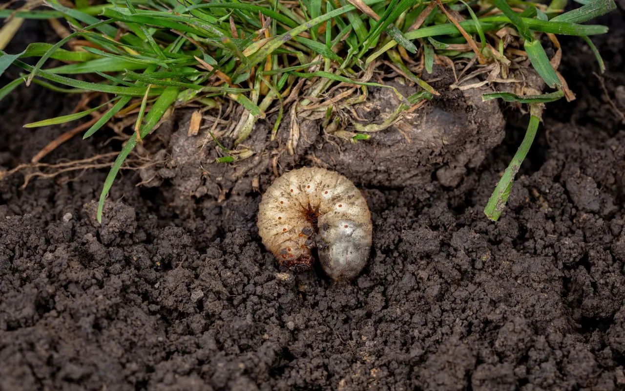 Signs of Grubs on Lawn: Early Detection is Key
