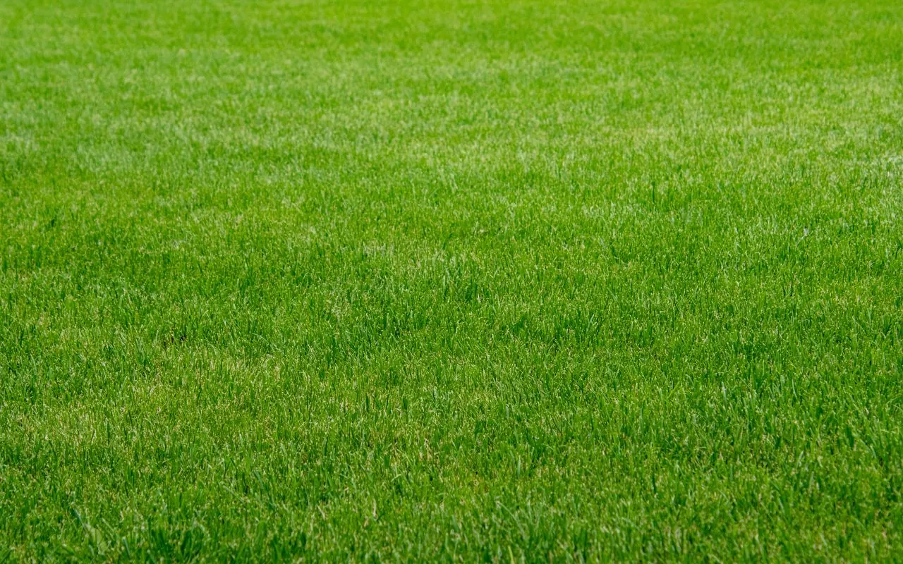 Lush green lawn after first mow post overseeding.