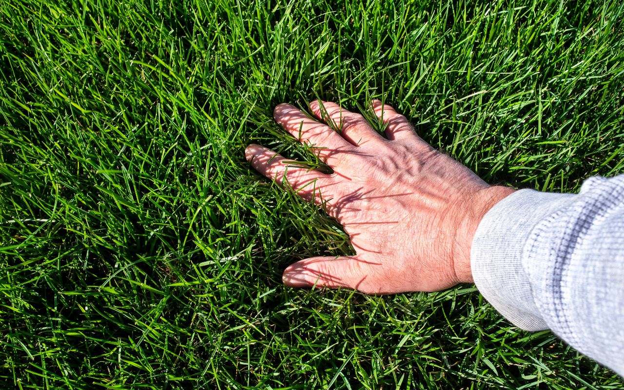 How to Care for Virginia Lawns: Tips & Tricks