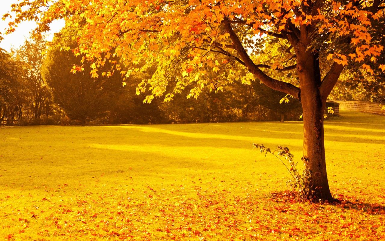 Seasonal Landscape Maintenance Tips for Long-Lasting Beauty