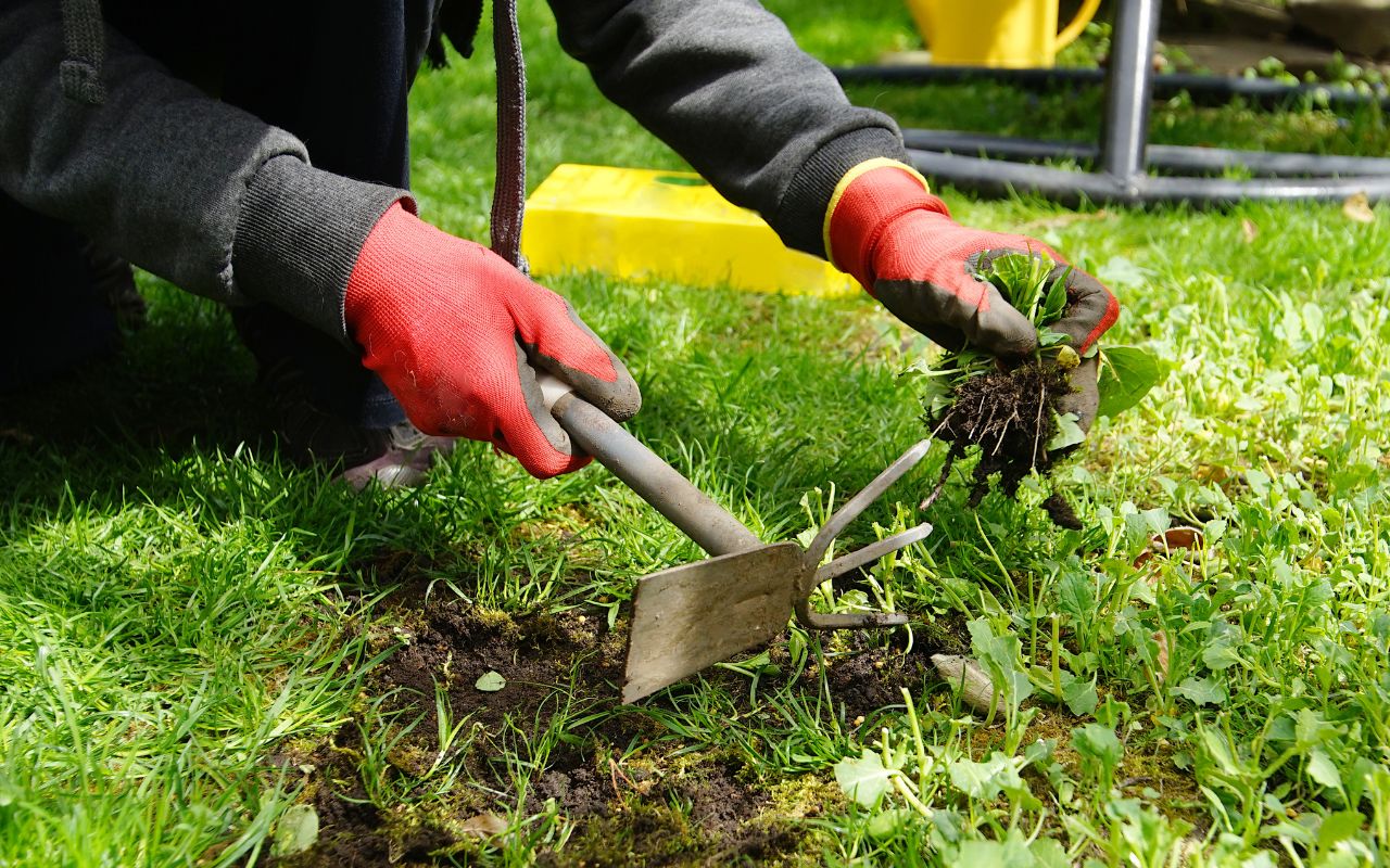  Close-up of spring weeds in a Richmond lawn, highlighting the importance of pre-emergent herbicides.