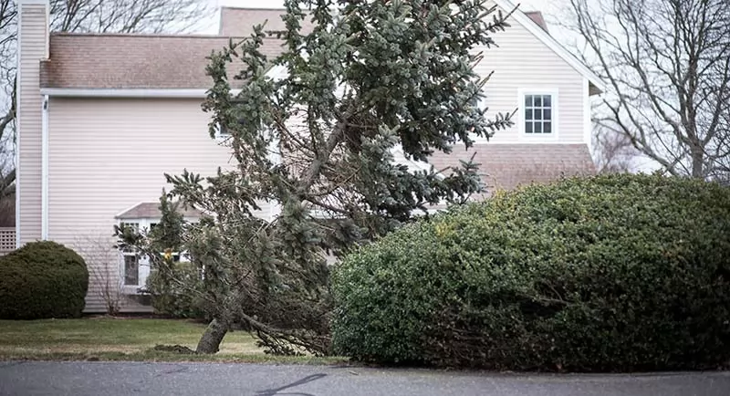 Evergreen Tree Is Falling Down In A Front Yard After Being Hit By a Storm with Heavy Winds and Rain