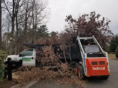 Filling Up Truck with Tree Debris at Tree Removal Site