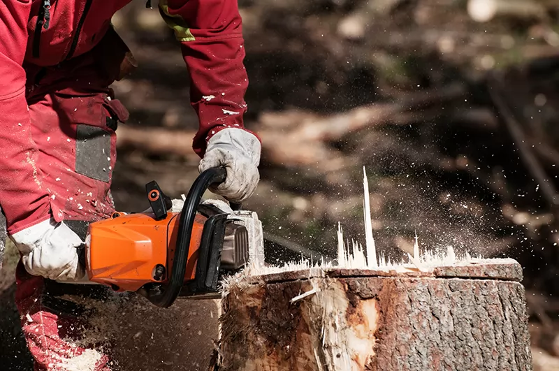 Safe & Efficient Tree Removal Services