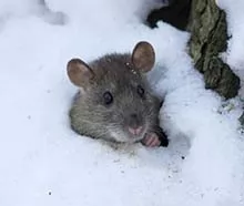 thick layer of snow is perfect for sheltering rodents