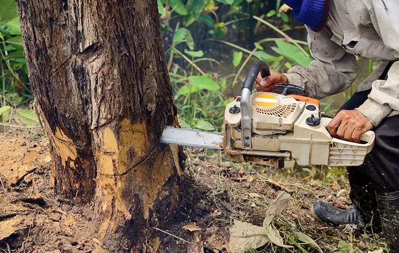 Safe & Efficient Tree Removal Services