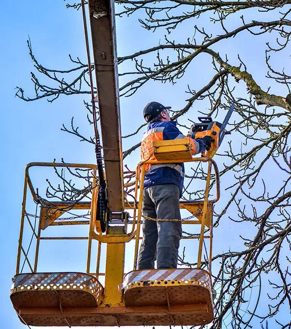 Tree Services in Mechanicsville VA