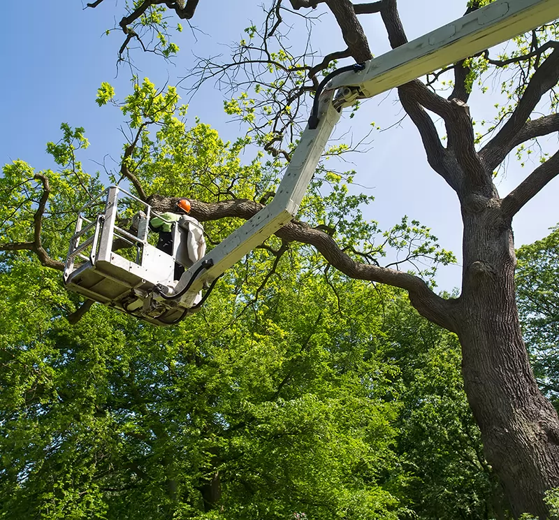 Tree Services in Richmond VA