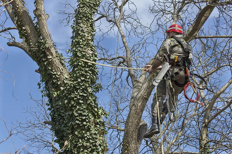 Safe & Efficient Tree Trimming Services 