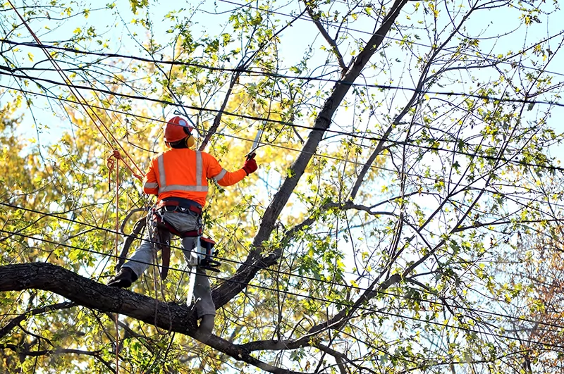 Tree Trimming Services in Midlothian VA