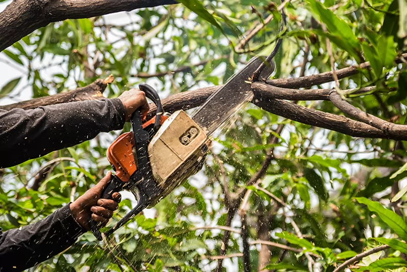 Tree Trimming & Pruning: Quality Solutions! 