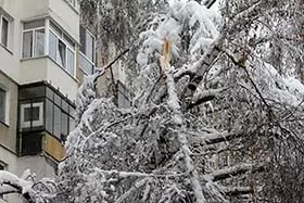 Heavy snowfall breaks a tree branch