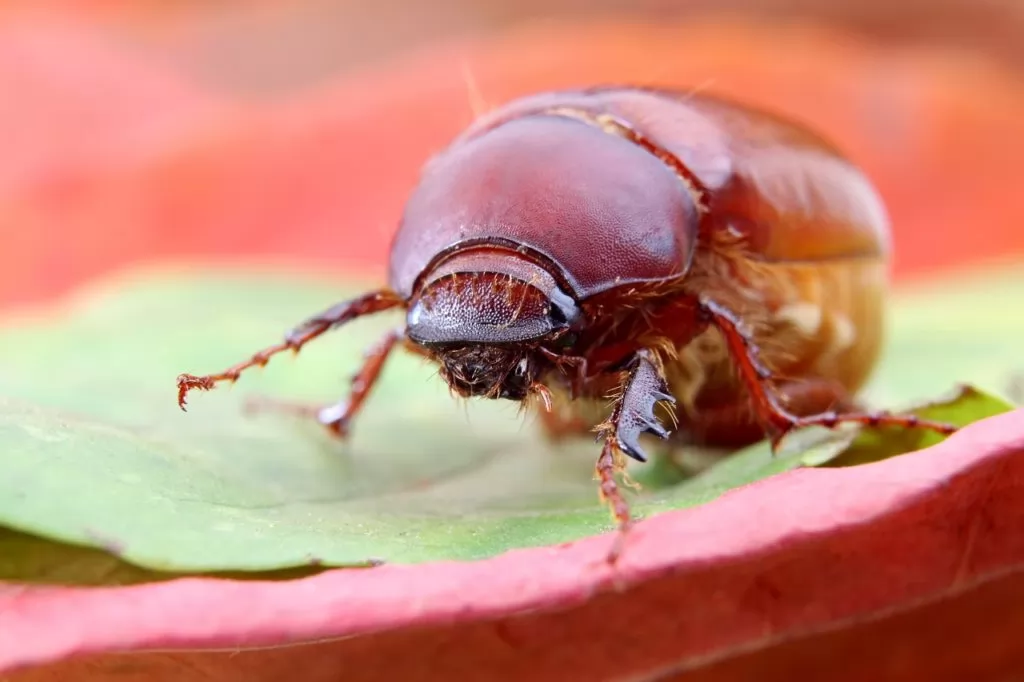 Big Brown June Beetle
