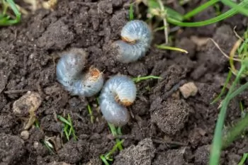 Chafer Grubs: C-Shaped Larvae