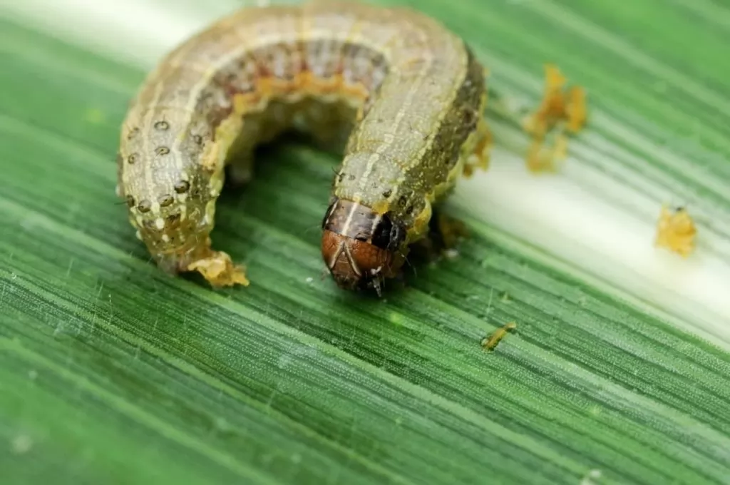 Fall Armyworms: Common Insect Pests
