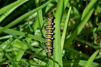 Lawn Caterpillars: Voracious Grass Eaters
