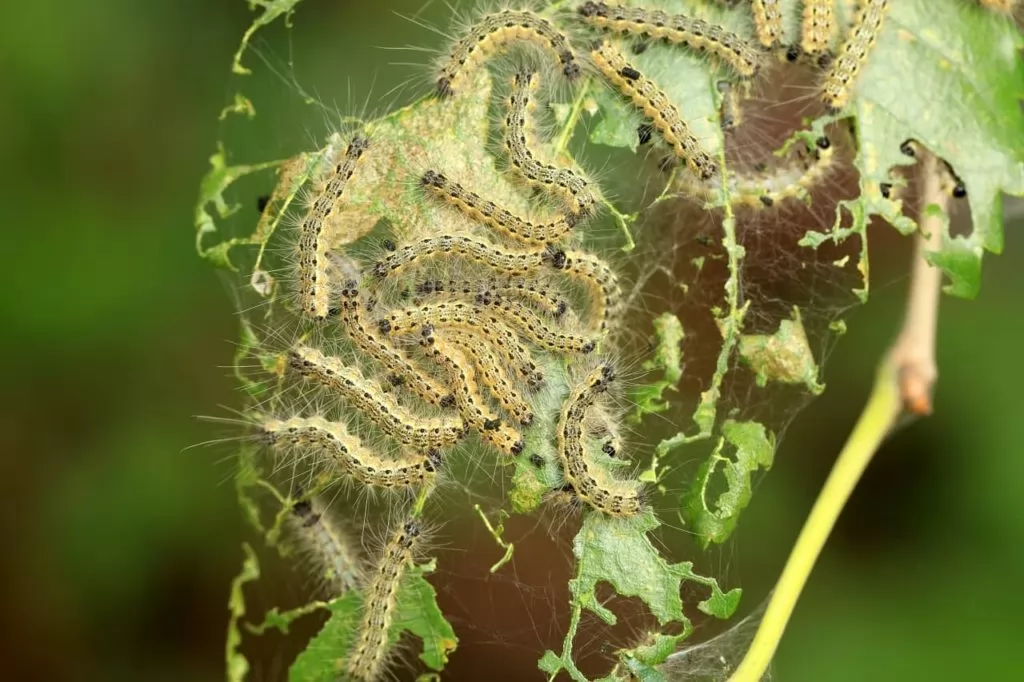 Sod Webworms: Lawn Destroying Insects