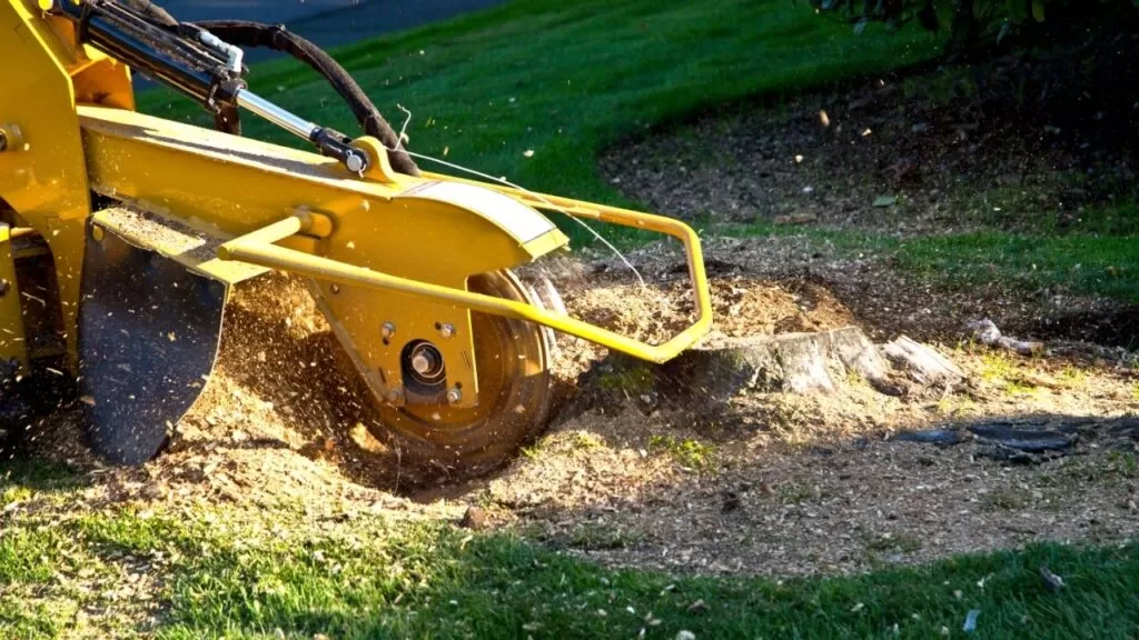 Stump Grinders to Remove Roots