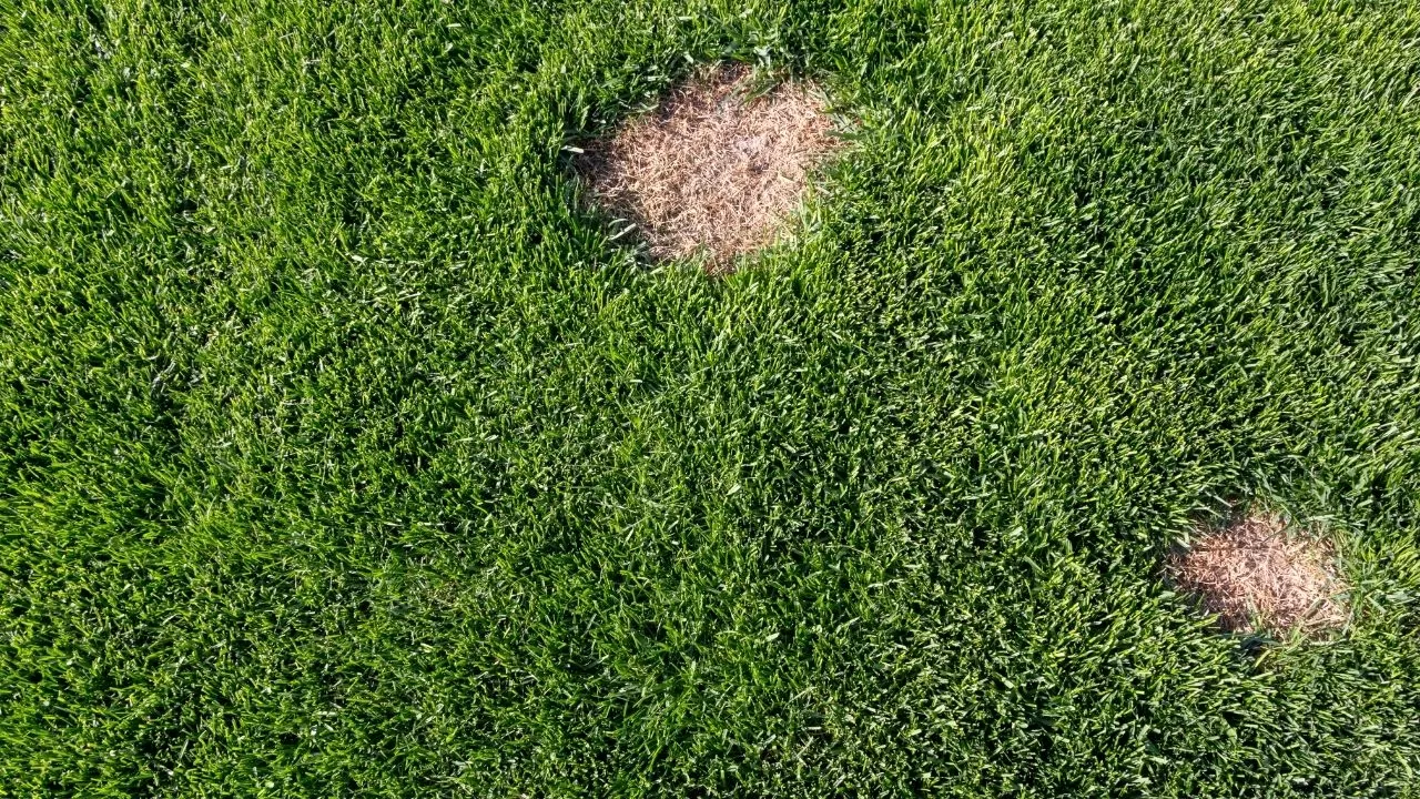 diseased lawns