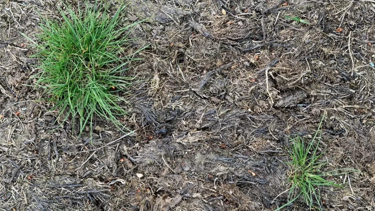 Lawn Bare Spots