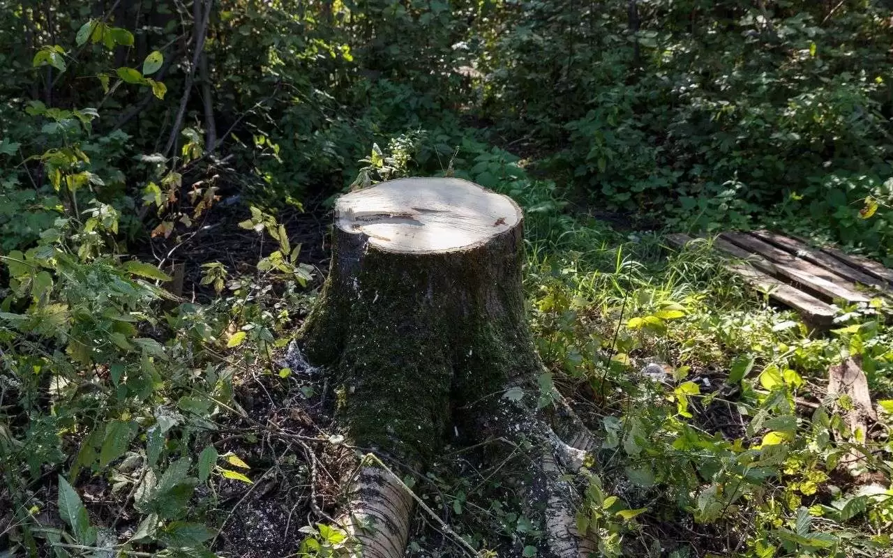 remove a tree stump in a safe way