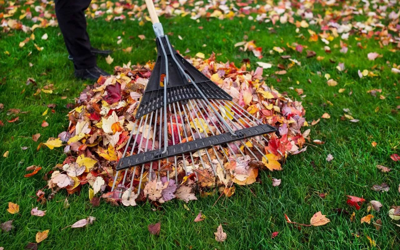 fall yard cleaning