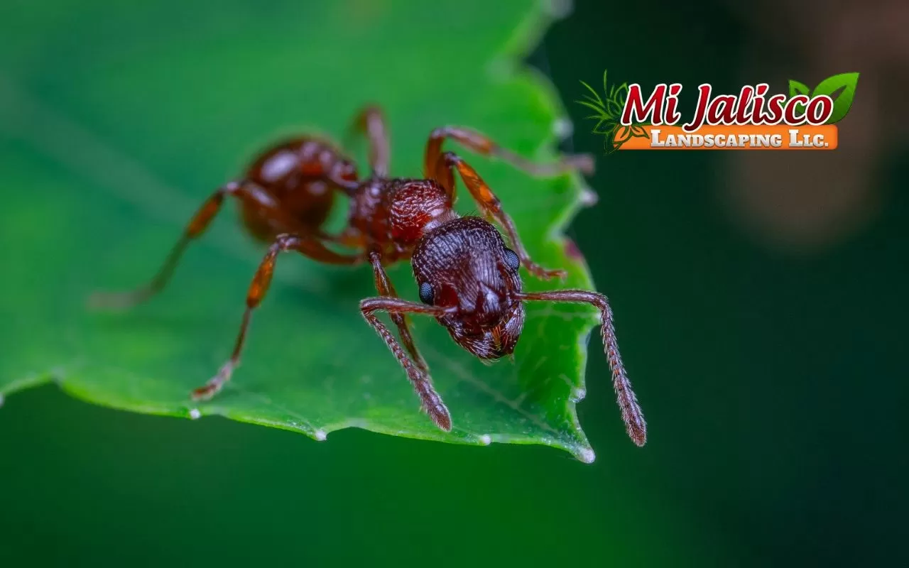 Conquer Your Ant Problem: Tips and Tricks to Keep Your Lawn and Garden Ant-free!