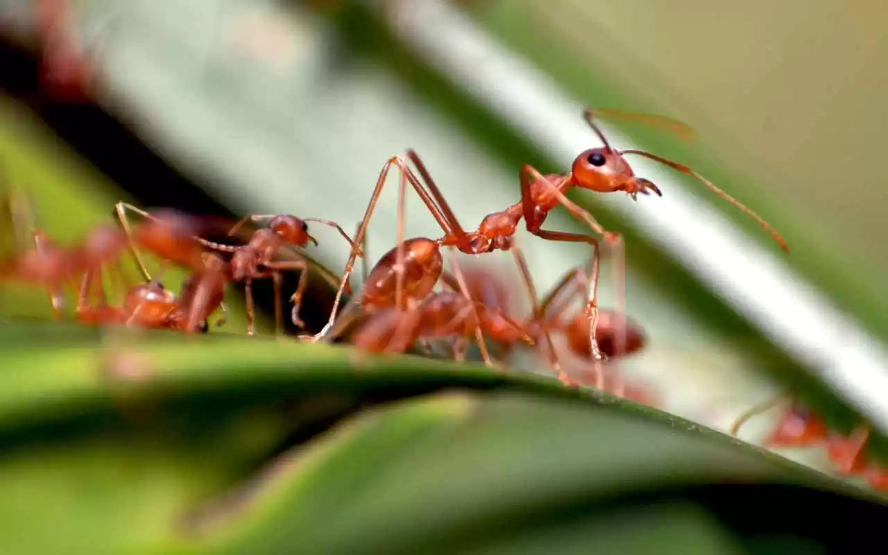 Identify Common Ant Species in Lawns